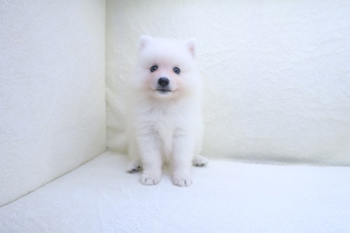 神奈川県の日本スピッツ (かねだい海老名店/2024年5月19日生まれ/男の子/ホワイト)の子犬