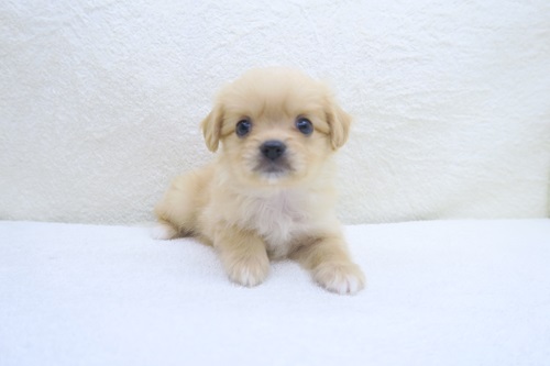 神奈川県のハーフ犬・ミックス犬 (かねだい海老名店/2024年5月19日生まれ/男の子/レッド)の子犬