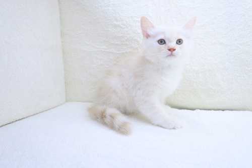神奈川県のハーフ猫・ミックス猫 (かねだい海老名店/2024年5月17日生まれ/男の子/クリームタビー)の子猫