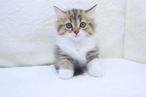 神奈川県のハーフ猫・ミックス猫 (かねだい海老名店/2024年5月17日生まれ/女の子/ブラックタビーホワイト)の子猫