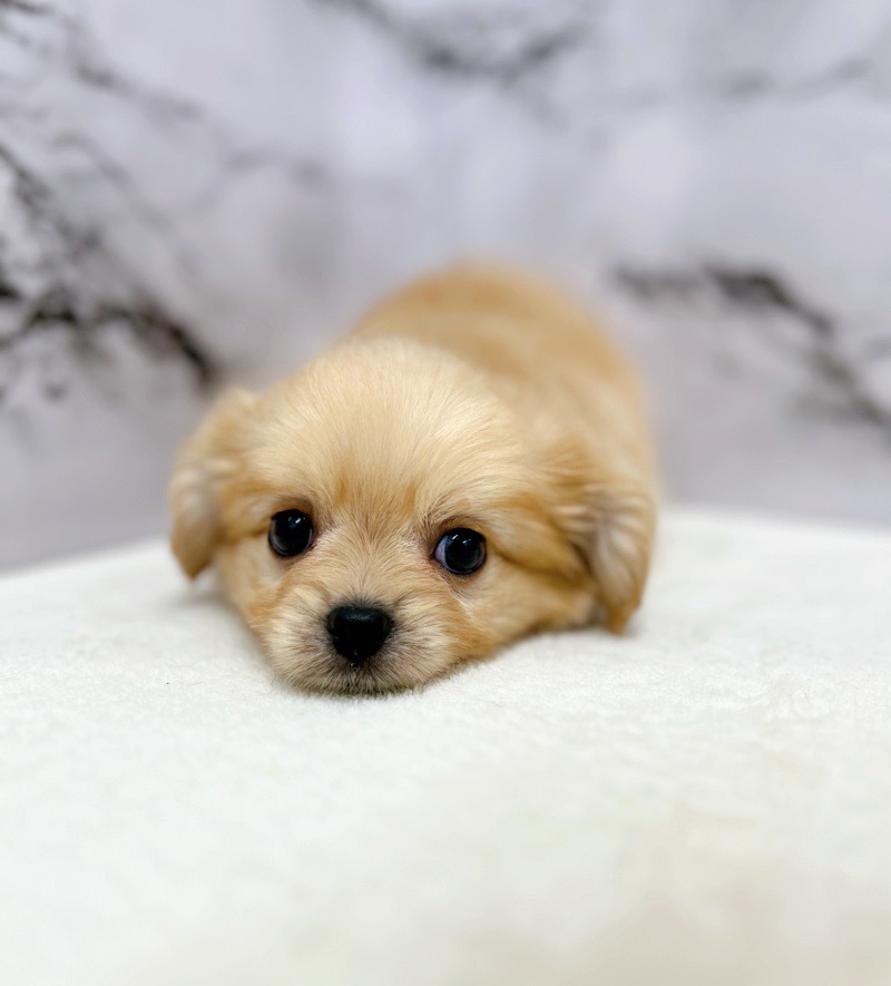 2024年5月19日生まれのハーフ犬・ミックス犬の1枚目の写真