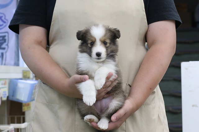 埼玉県のシェットランドシープドッグ (かねだい草加店/2024年5月23日生まれ/女の子/セーブルホワイト)の子犬
