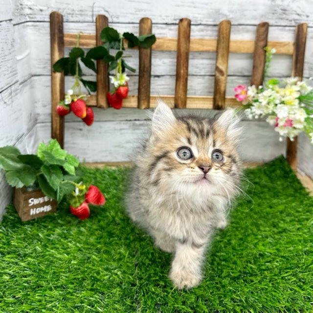 埼玉県のハーフ猫・ミックス猫 (かねだい所沢店/2024年5月21日生まれ/男の子/ブラウンタビー)の子猫