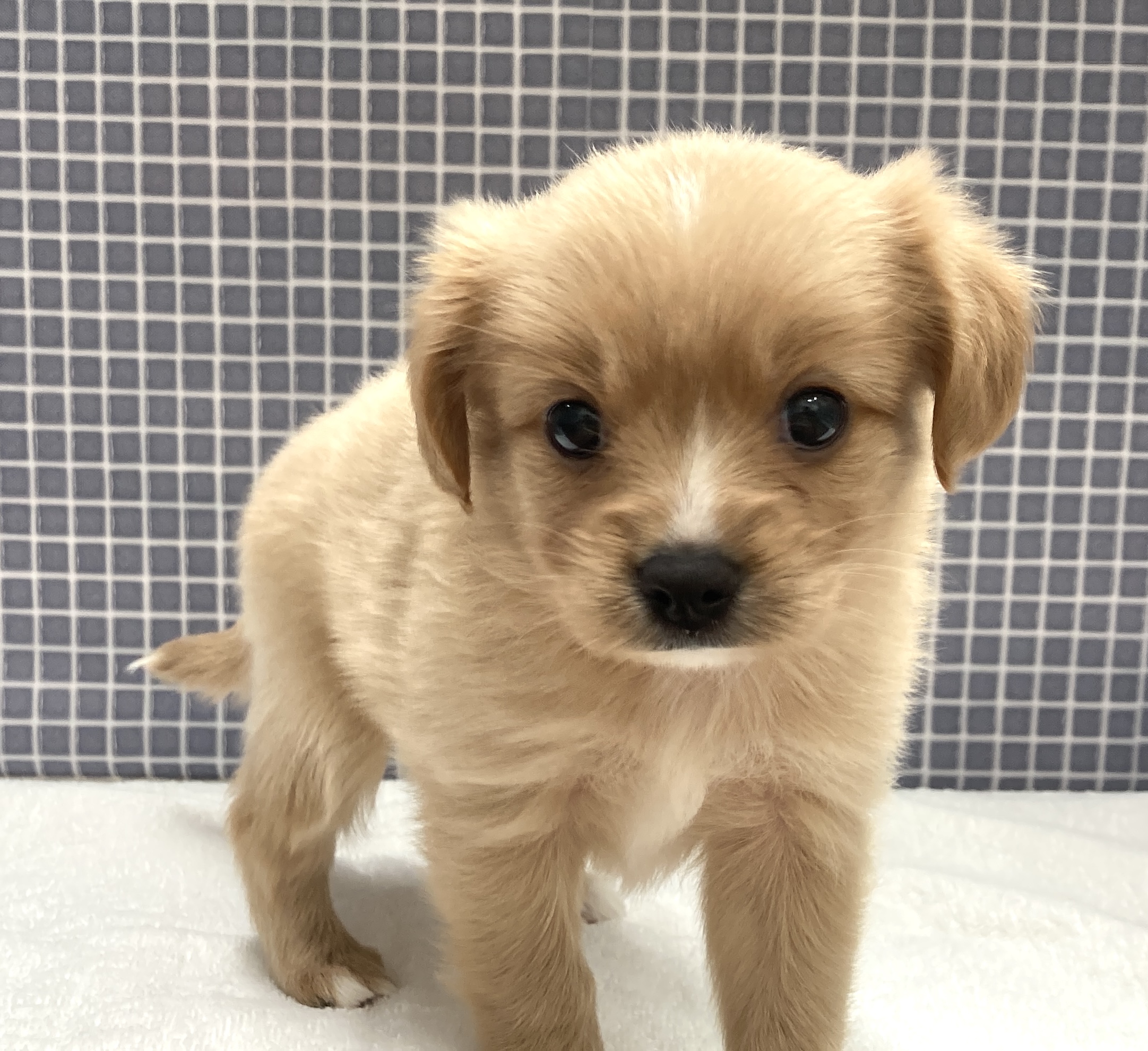 東京都のハーフ犬・ミックス犬 (かねだい足立店/2024年5月24日生まれ/女の子/クリームホワイト)の子犬