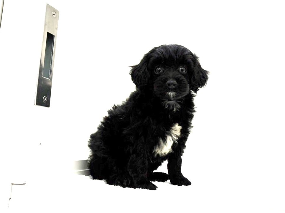 東京都のＭＩＸ犬　狆プープー (かねだい本町田店/2024年5月15日生まれ/男の子/ブラックホワイト)の子犬