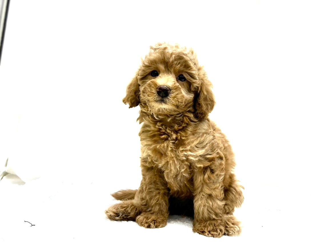 東京都のＭＩＸ犬　ダップープー (かねだい本町田店/2024年5月22日生まれ/男の子/レッド)の子犬