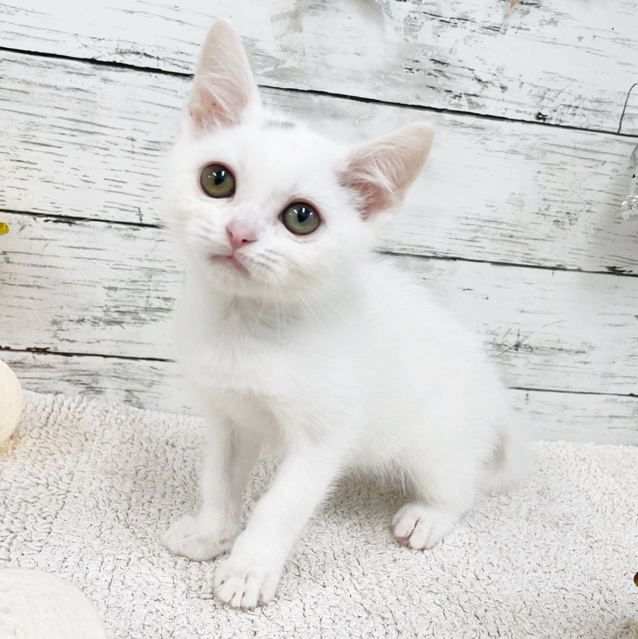 千葉県のスコティッシュフォールド (かねだい四街道店/2024年4月13日生まれ/男の子/ホワイト)の子猫