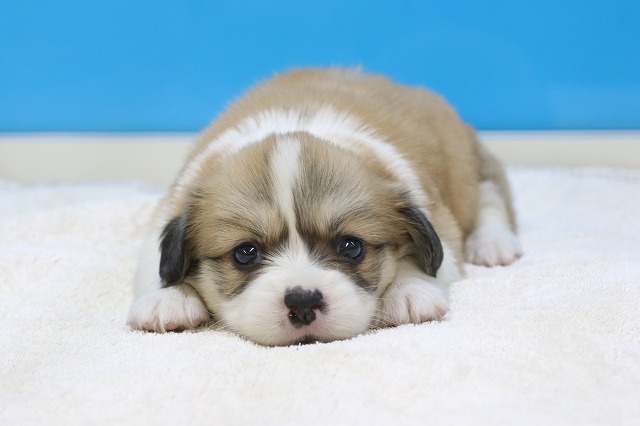 埼玉県のハーフ犬・ミックス犬 (かねだい草加店/2024年5月28日生まれ/女の子/セーブルホワイト)の子犬