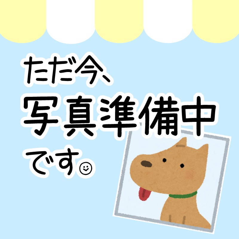 千葉県のチワックス(チワワ×ダックス) (かねだい我孫子店/2024年5月30日生まれ/女の子/チョコレートタンホワイト)の子犬