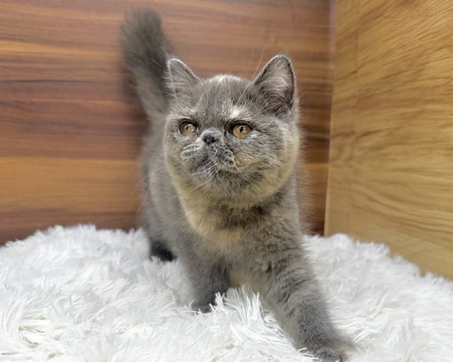 価格の安い✿エキゾチック ♀ / ペットショップ【かねだい】