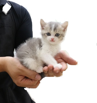 短毛シュシュ(ブルー)わんちゃん猫ちゃん用 Amazon | Charmoon 首輪 シュシュ 猫 小型犬 ペット ハーネス 花