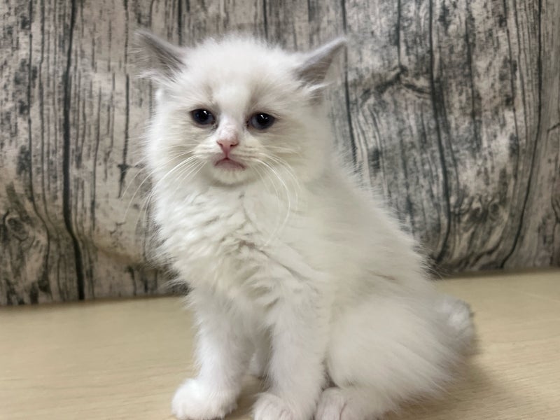 価格の安いMIX猫（父：ラグドール 母：ラガマフィン