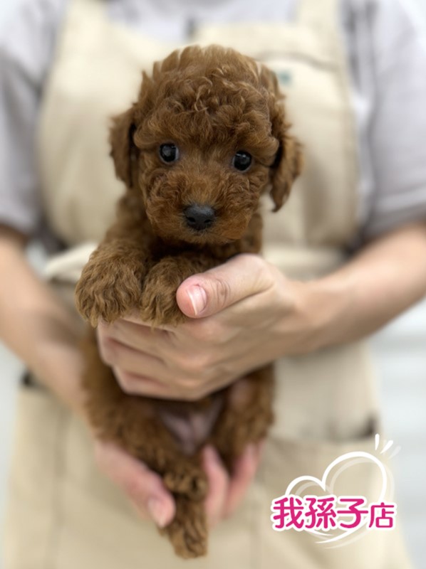 千葉県のトイプードル(トイ) (かねだい我孫子店/2024年5月25日生まれ/男の子/レッド)の子犬