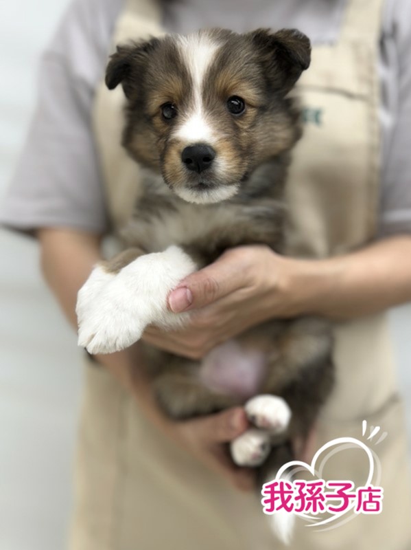 千葉県のシェットランドシープドッグ (かねだい我孫子店/2024年5月23日生まれ/女の子/セーブルホワイト)の子犬