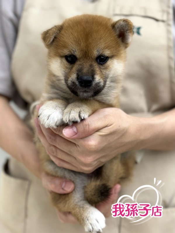 千葉県の柴犬(標準サイズ) (かねだい我孫子店/2024年5月25日生まれ/男の子/赤)の子犬