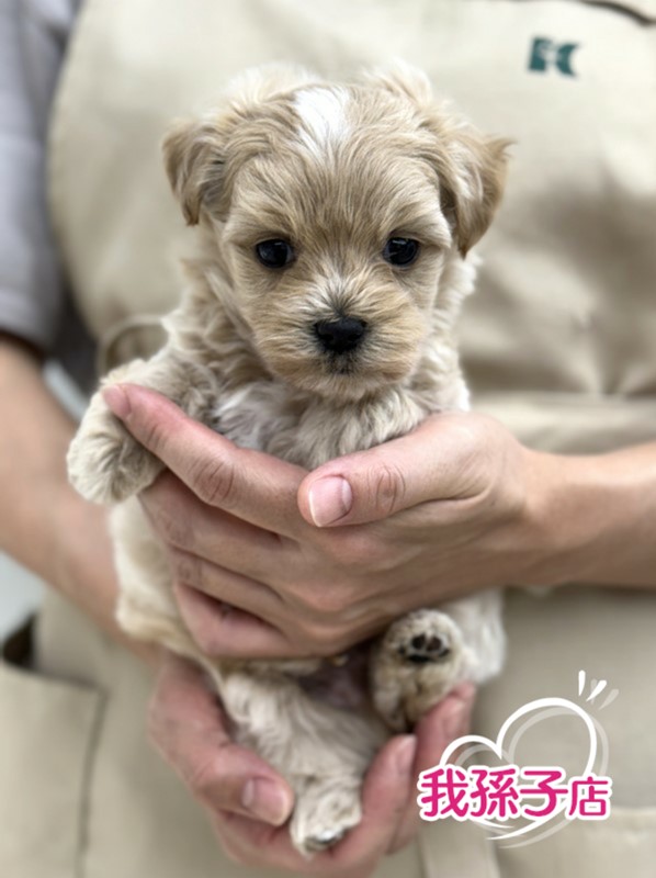 千葉県のハーフ犬・ミックス犬 (かねだい我孫子店/2024年5月18日生まれ/男の子/アプリコット)の子犬