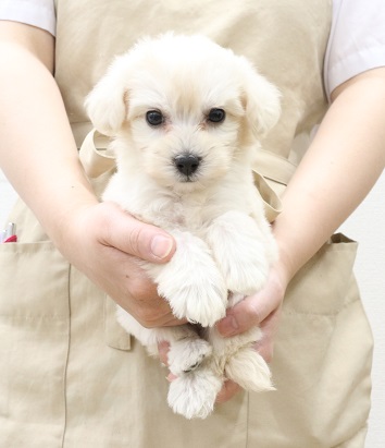 価格の安いMIX犬♀（父：マルチーズ×母：トイプードル