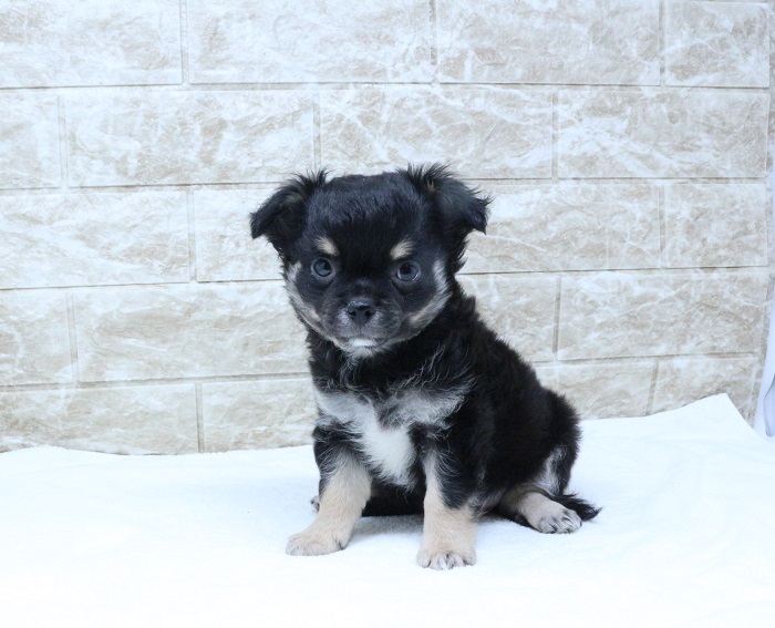 神奈川県のハーフ犬・ミックス犬 (かねだい伊勢原店/2024年6月3日生まれ/男の子/ブラックタン)の子犬