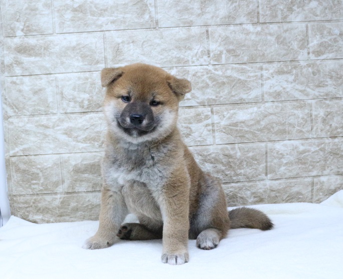 神奈川県の柴犬(標準サイズ) (かねだい伊勢原店/2024年6月3日生まれ/男の子/赤)の子犬