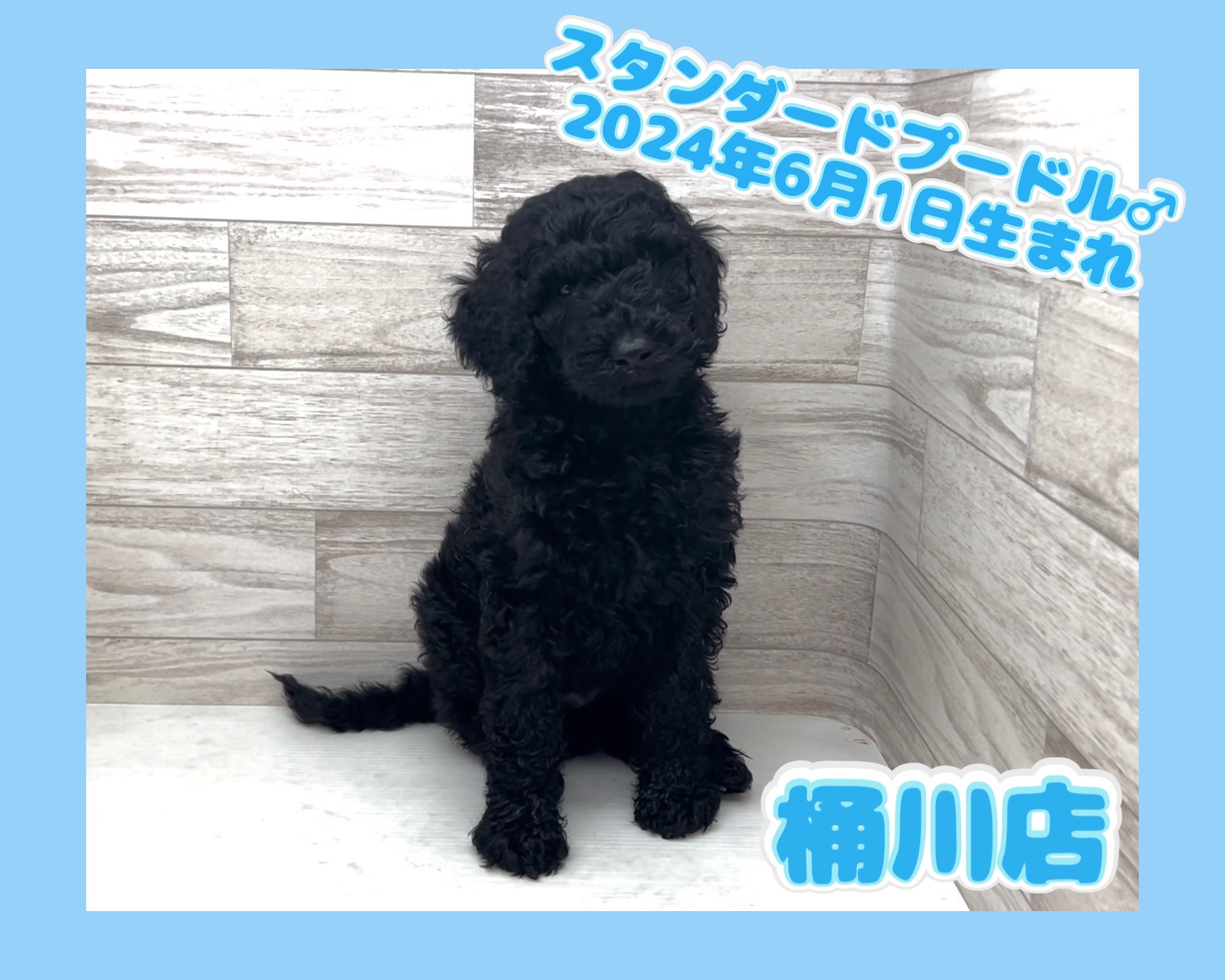 埼玉県のスタンダードプードル (かねだい桶川店/2024年6月1日生まれ/男の子/ブラック)の子犬