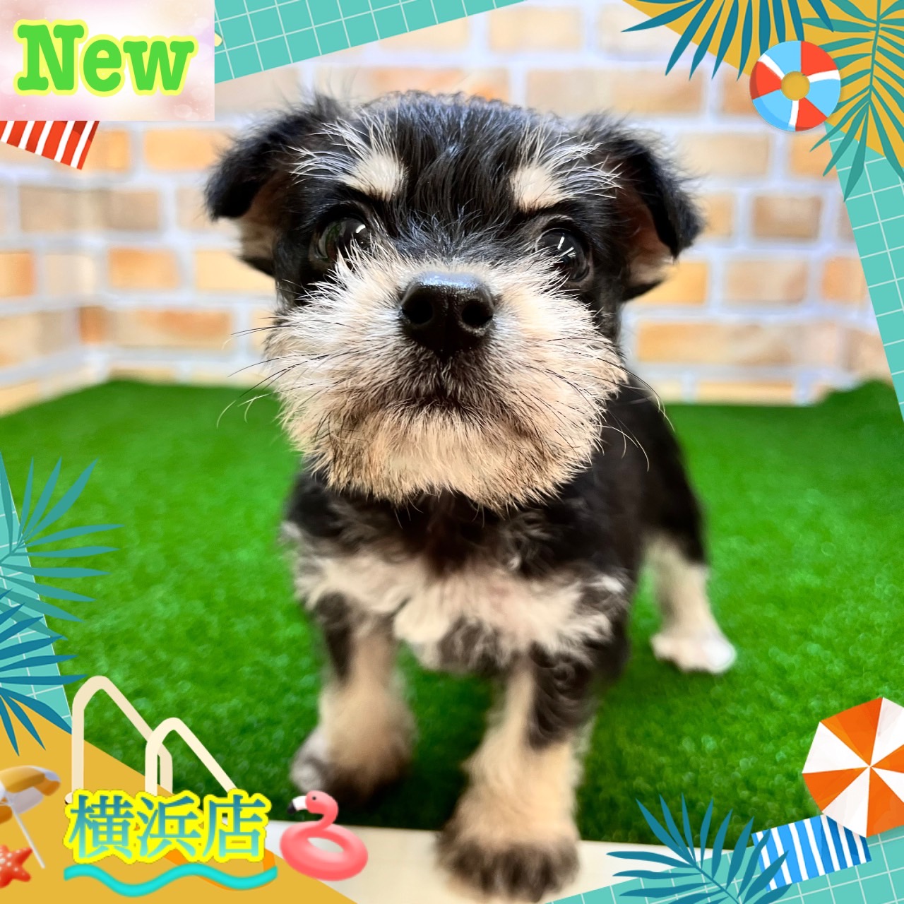 神奈川県のハーフ犬・ミックス犬 (かねだい横浜店/2024年5月30日生まれ/女の子/ブラックシルバー)の子犬
