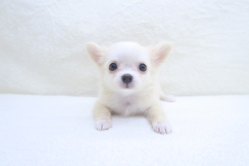 神奈川県のチワワ(ロング) (かねだい海老名店/2024年6月3日生まれ/男の子/クリームホワイト)の子犬