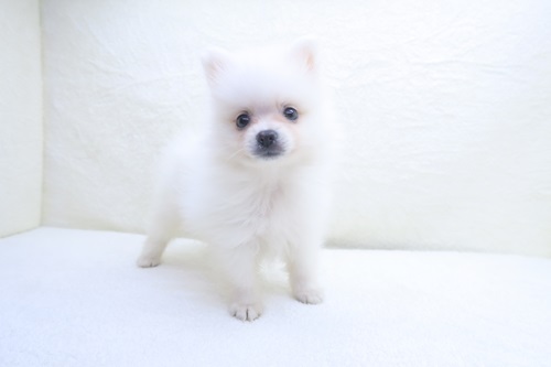 神奈川県のポメラニアン (かねだい海老名店/2024年5月23日生まれ/男の子/ホワイト)の子犬