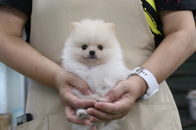 埼玉県のポメラニアン (かねだい草加店/2024年6月3日生まれ/男の子/クリーム)の子犬