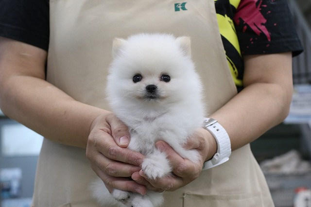 埼玉県のポメラニアン (かねだい草加店/2024年6月4日生まれ/男の子/クリーム)の子犬