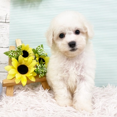 千葉県のビションフリーゼ (かねだい四街道店/2024年5月28日生まれ/女の子/ホワイト)の子犬