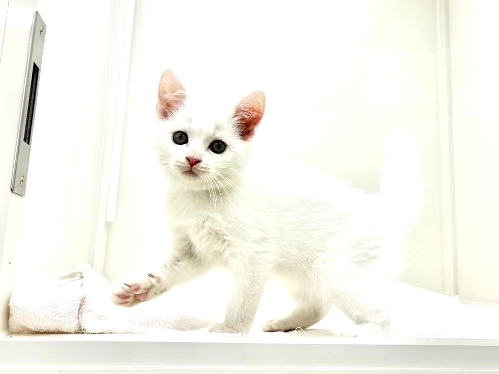 東京都のスコティッシュフォールド (かねだい本町田店/2024年6月5日生まれ/男の子/ホワイト)の子猫