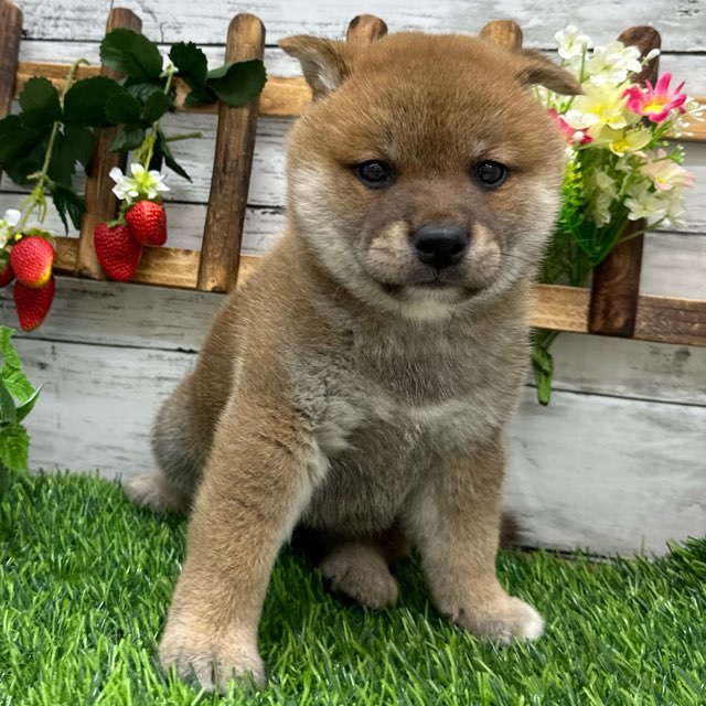 埼玉県の柴犬(標準サイズ) (かねだい所沢店/2024年6月6日生まれ/男の子/赤)の子犬