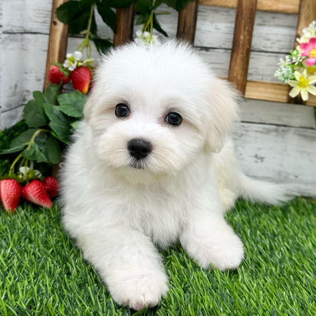 埼玉県のマルチーズ (かねだい所沢店/2024年6月3日生まれ/男の子/ホワイト)の子犬