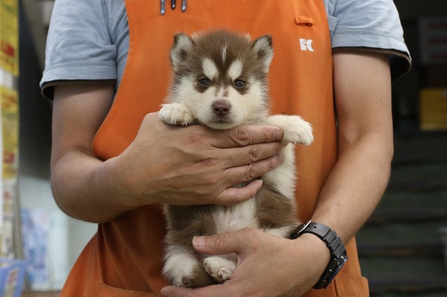 埼玉県のシベリアンハスキー (かねだい草加店/2024年6月5日生まれ/女の子/チョコレートホワイト)の子犬