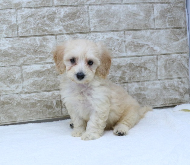 神奈川県のハーフ犬・ミックス犬 (かねだい伊勢原店/2024年6月9日生まれ/男の子/クリーム)の子犬