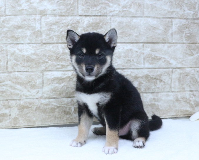 神奈川県の柴犬(標準サイズ) (かねだい伊勢原店/2024年6月5日生まれ/男の子/黒)の子犬