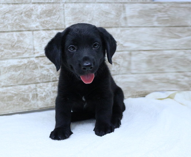 神奈川県のハーフ犬・ミックス犬 (かねだい伊勢原店/2024年6月7日生まれ/女の子/ブラック)の子犬