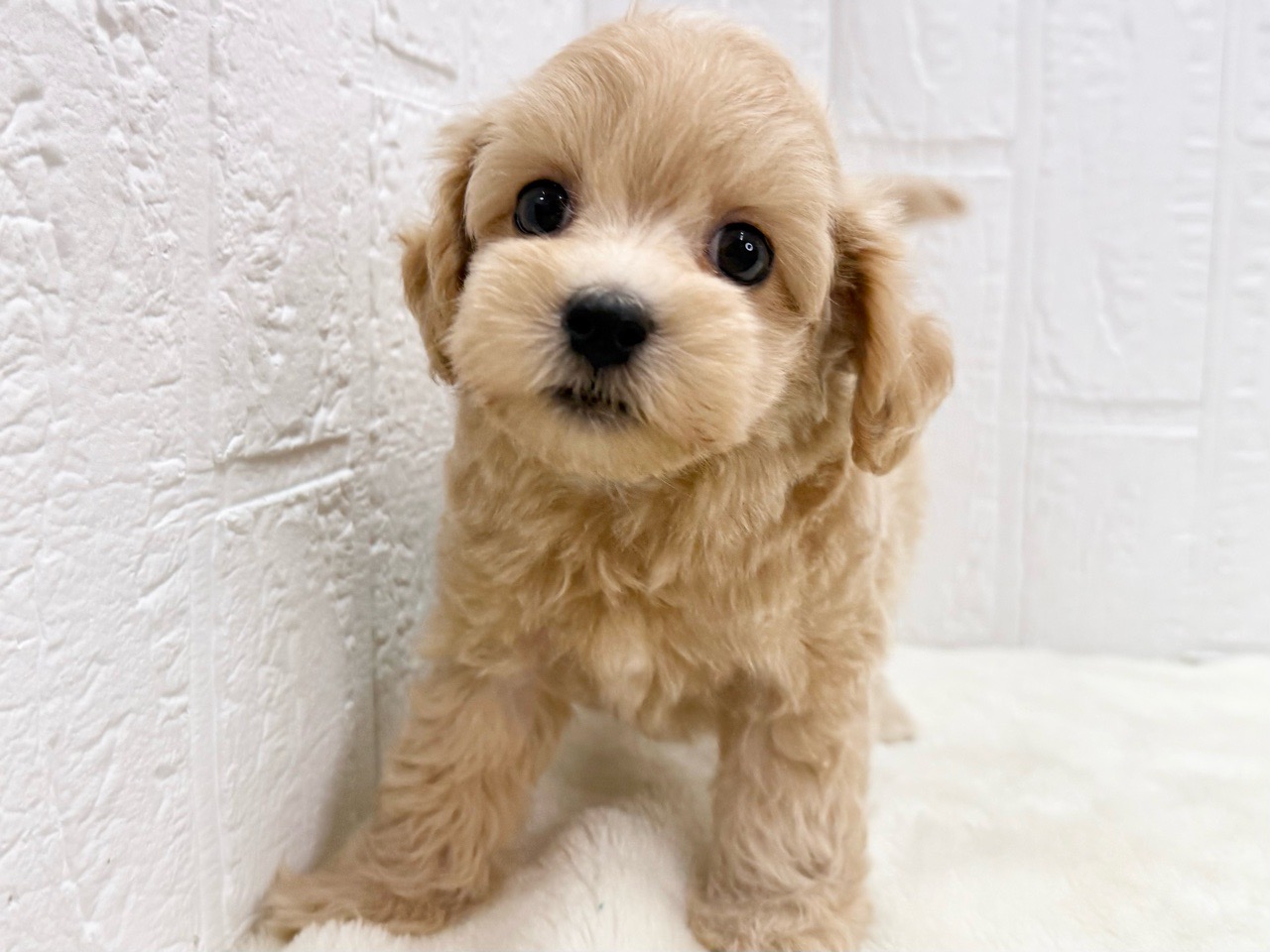 ＊kina＊様❤️オーダーページ　トイプードル　マルチーズ 価格の安いマルプー♂(父:マルチーズ×母:トイ・プードル