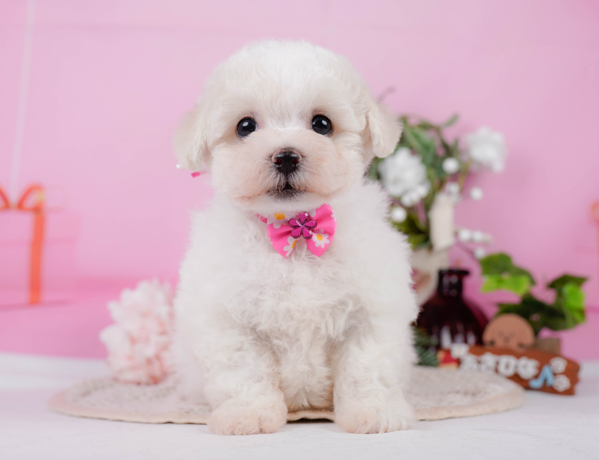 あいちゃん様のページ 価格の安いビションフリーゼ♀ お姉ちゃんのことが大好きな