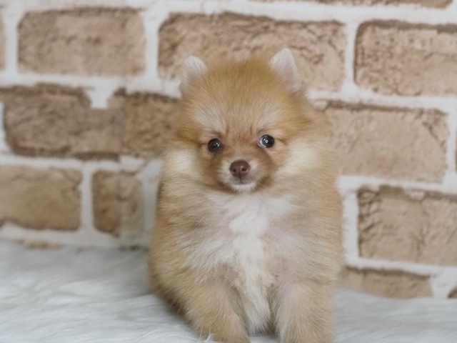 埼玉県のポメラニアン (かねだい戸田店/2024年6月10日生まれ/女の子/オレンジ)の子犬