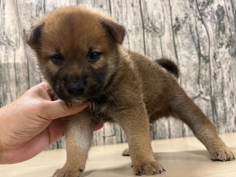 埼玉県の柴犬(標準サイズ) (かねだいアクアパーク店/2024年6月10日生まれ/男の子/赤)の子犬