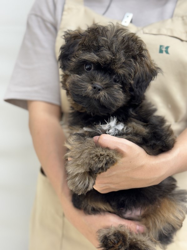 千葉県のペキプー(ペキニーズ×プードル) (かねだい我孫子店/2024年5月3日生まれ/男の子/その他色)の子犬