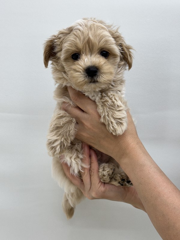 千葉県のハーフ犬・ミックス犬 (かねだい我孫子店/2024年5月18日生まれ/男の子/アプリコット)の子犬