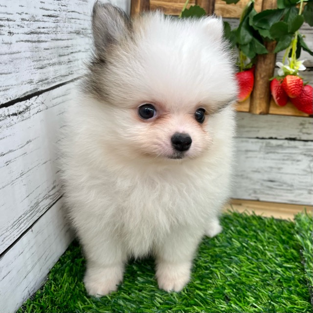 【S1155】着物 未使用 名古屋帯 ポメラニアン 犬 360㎝ 127-1178-dog-kyoutsu.jpg