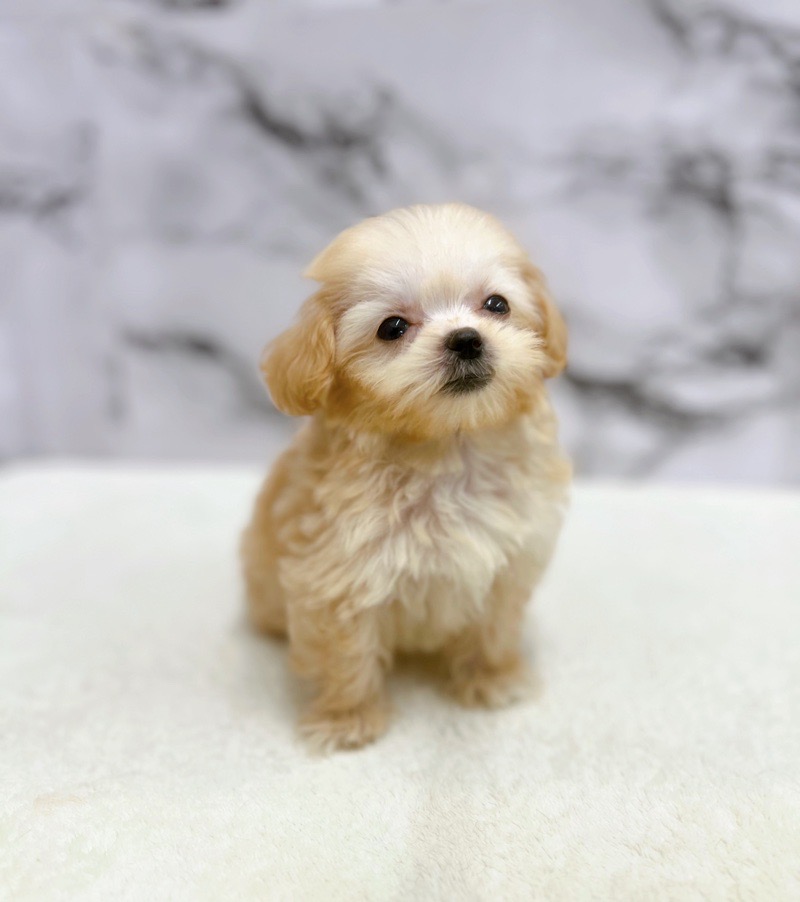 価格の安い◾️犬MIX【父：マルチーズ 2.5㎏×母：トイプードル