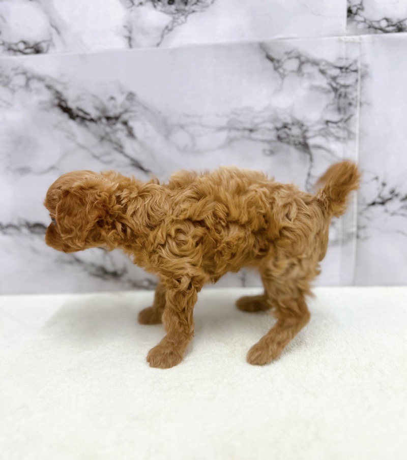 価格の安い◾️犬MIX【父：キャバリア 5㎏×母：トイプードル
