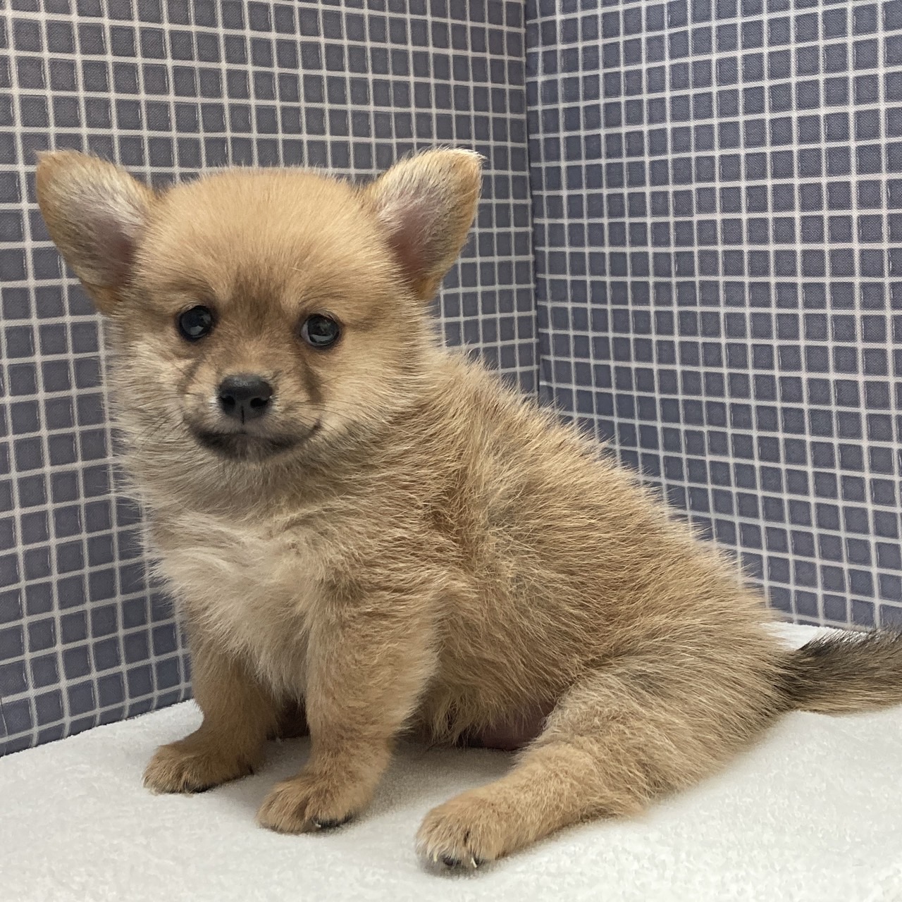 東京都のハーフ犬・ミックス犬 (かねだい足立店/2024年6月14日生まれ/男の子/レッド)の子犬