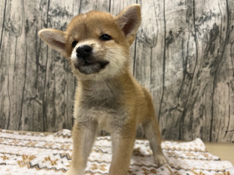 埼玉県の柴犬(標準サイズ) (かねだいアクアパーク店/2024年6月12日生まれ/男の子/赤)の子犬