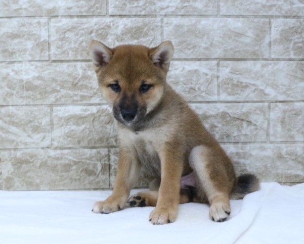 神奈川県の柴犬(標準サイズ) (かねだい伊勢原店/2024年6月14日生まれ/女の子/赤)の子犬