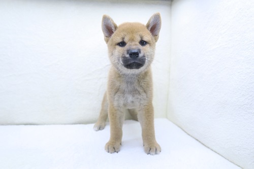 神奈川県の柴犬(標準サイズ) (かねだい海老名店/2024年6月16日生まれ/女の子/赤)の子犬